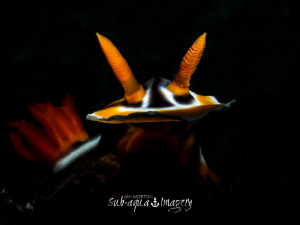 Chromodoris magnifica - Snoot Lit with Olympus E-M1 and 6... by Jan Morton 
